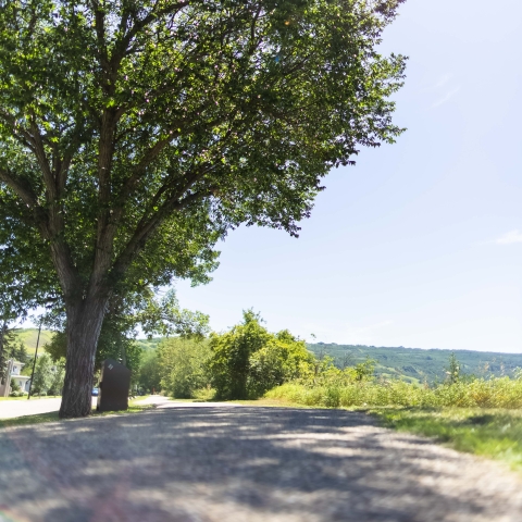 Walking Trail with Large Tree